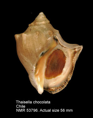Thaisella chocolata.jpg - Thaisella chocolata(Duclos,1832)